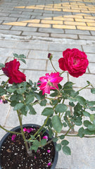 Rose pakistan