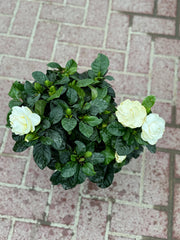 Gardenia Plant with Nursery Pot