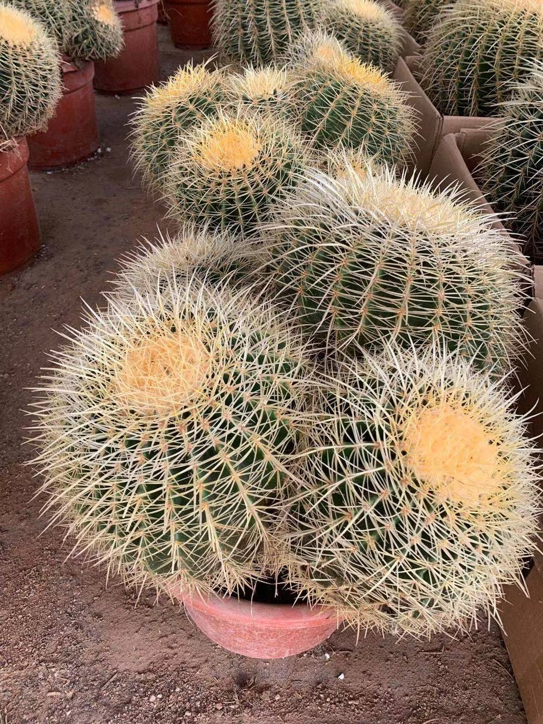 Barrel Cactus Multihead - Medium