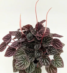 Peperomia Red Luna