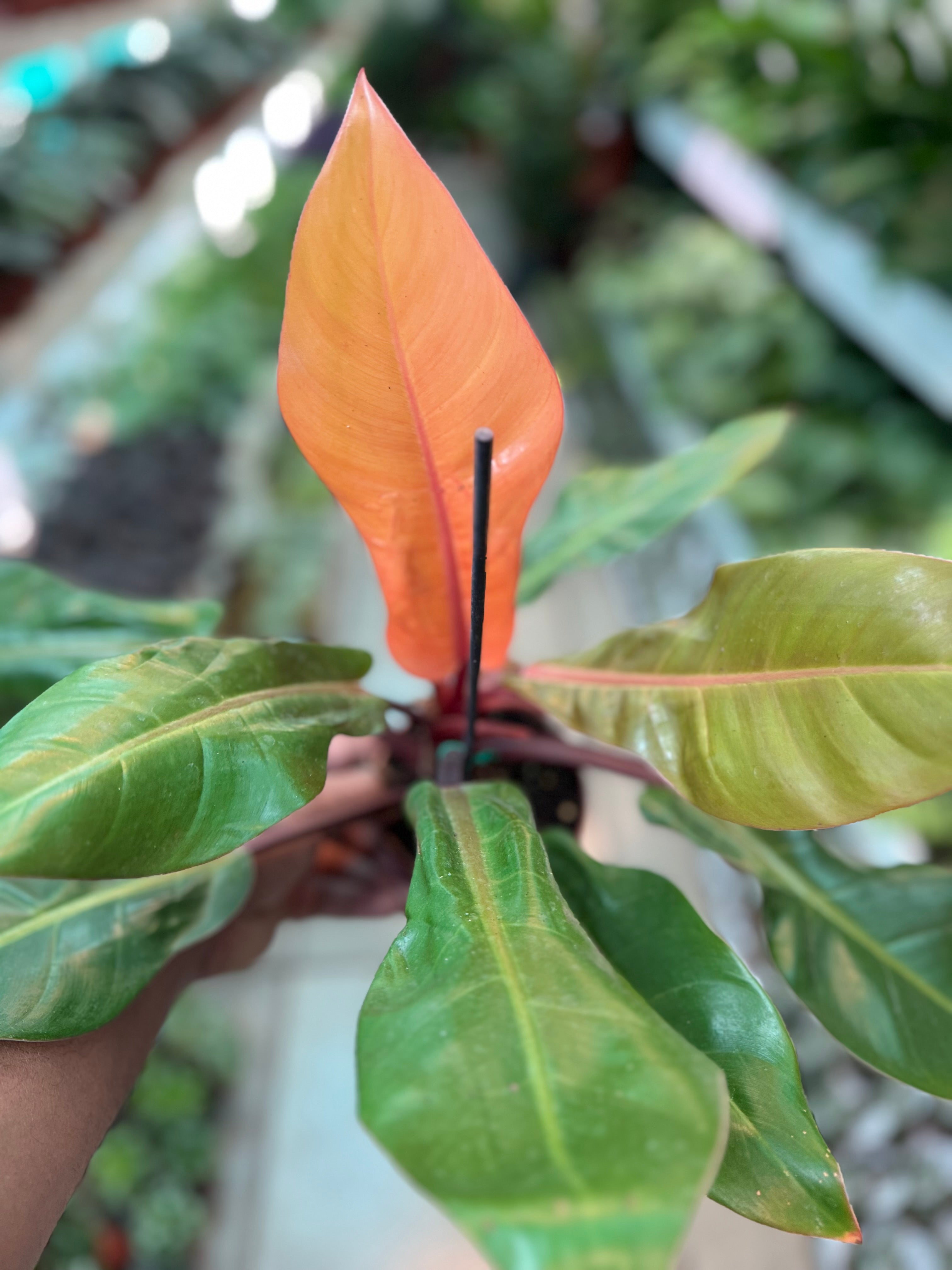 Philodendron ‘Prince of Orange’