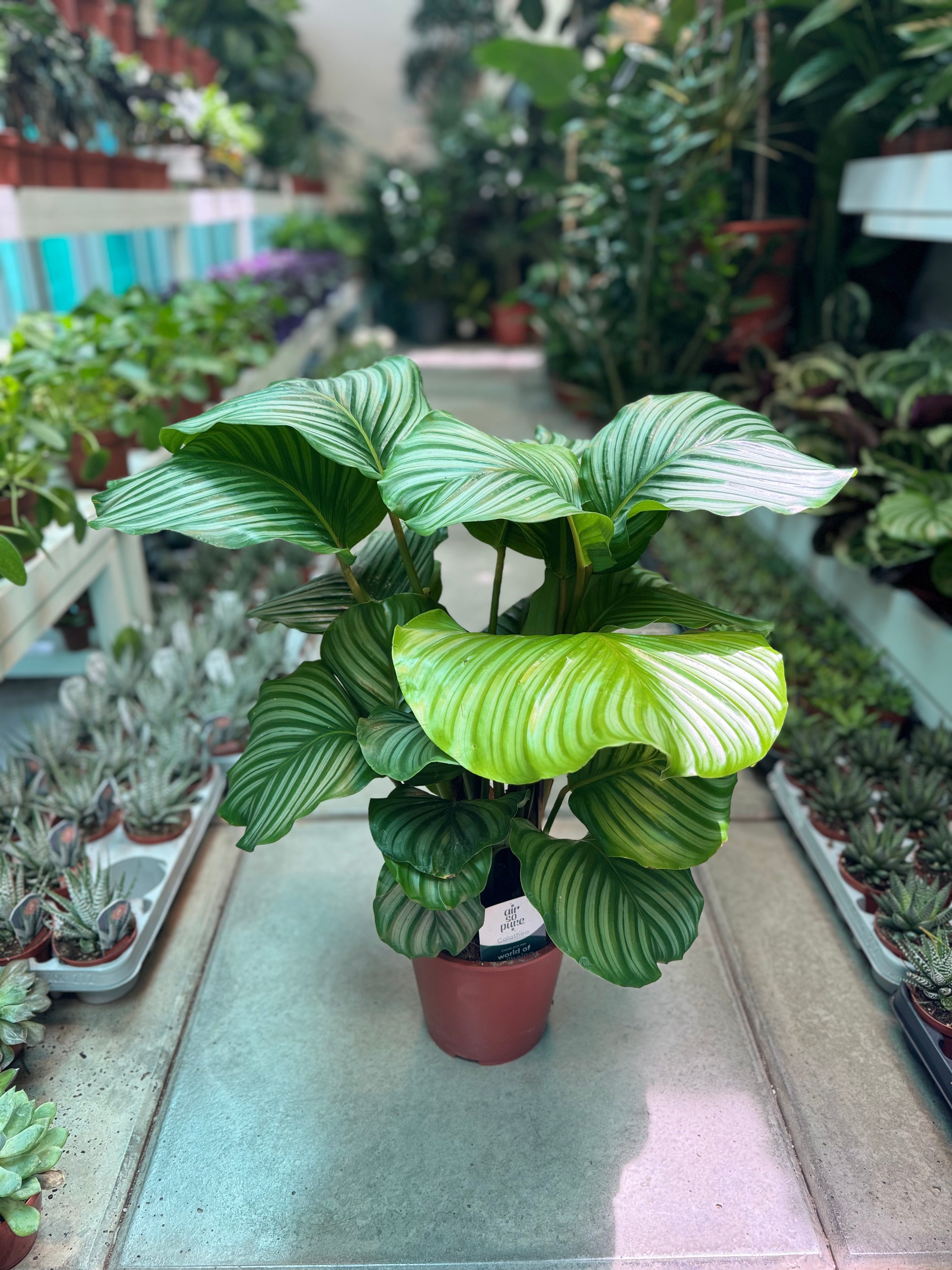 Calathea Orbifolia Big