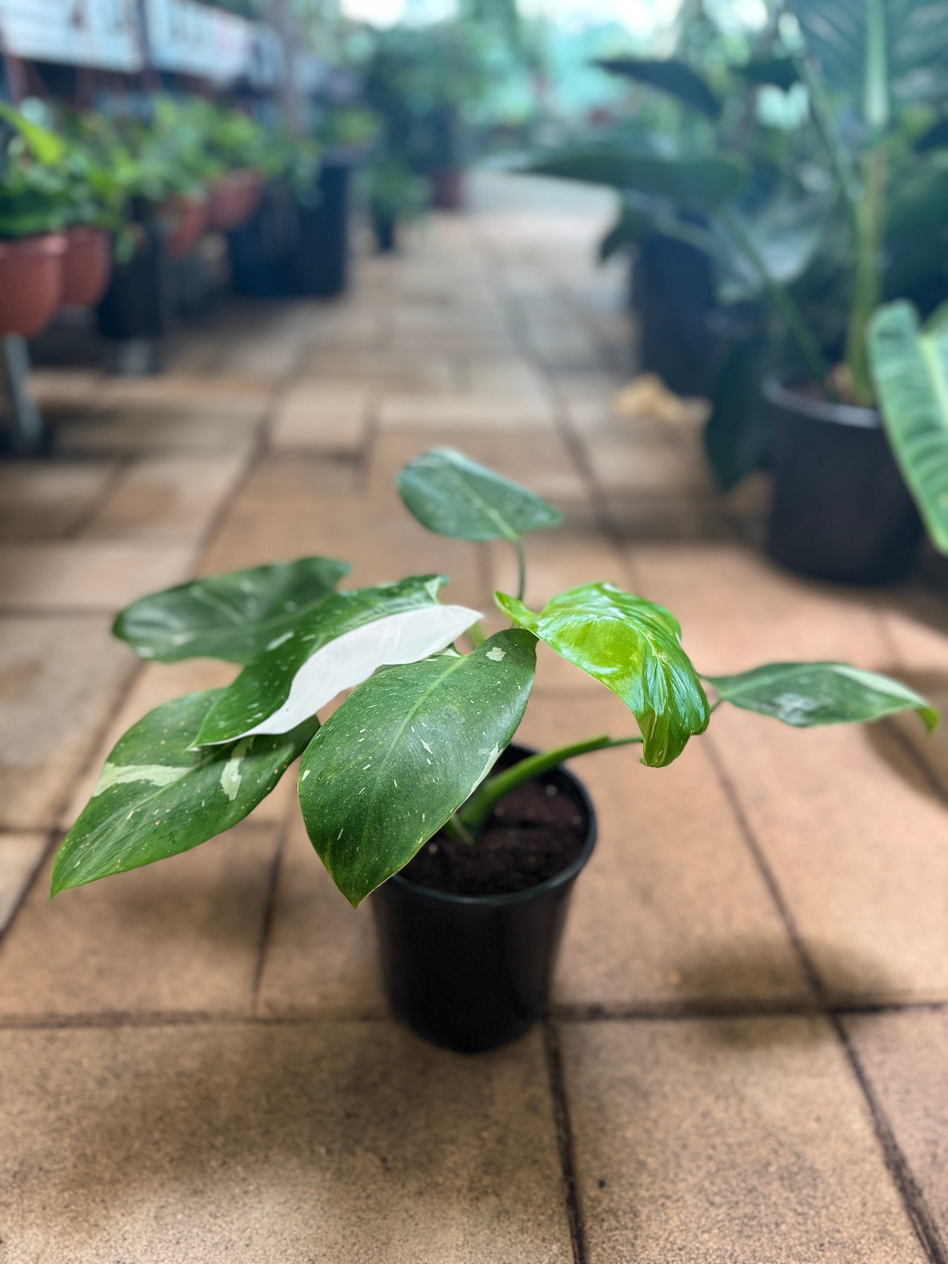 Philodendron White Princess