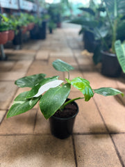 Philodendron White Princess