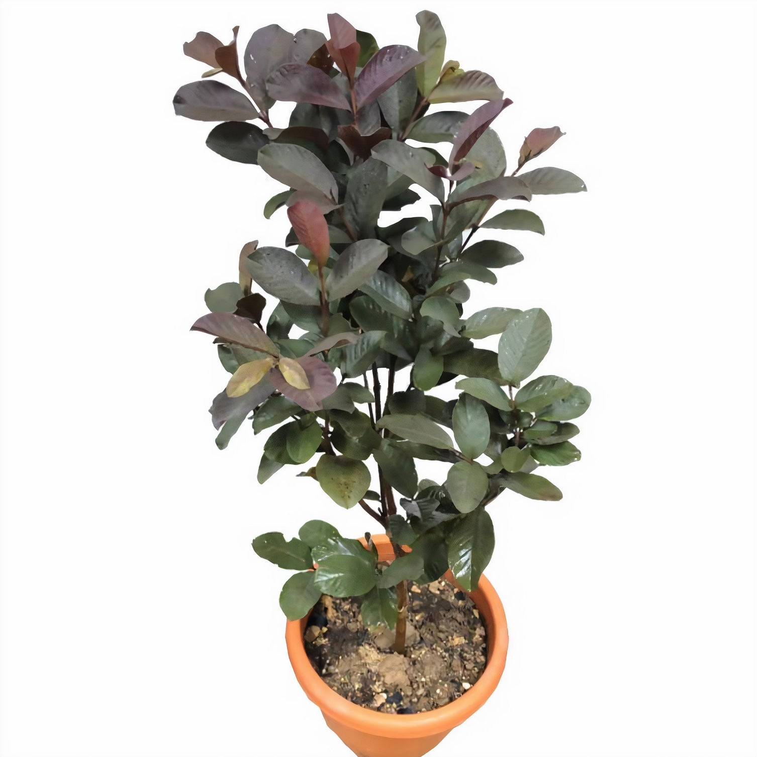 Guava Pakistan