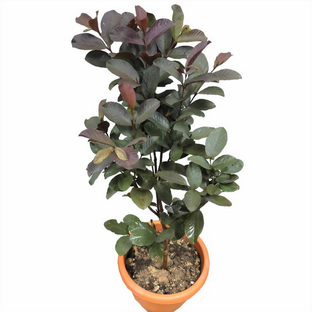 Guava Pakistan
