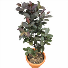 Guava Pakistan