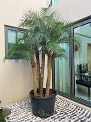 Phoenix Palm – 5PP | 2.4 Meter (240 cm) | Ponnix Farm