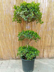 Ficus Panda - 3 Head