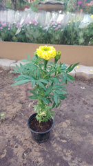 Marigold Flower Box – 30pcs Mixed Colours