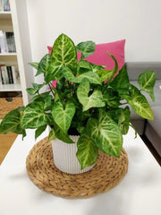 Syngonium Arrow