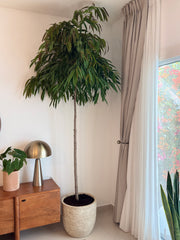 Ficus Amstel King 2.5 cm
