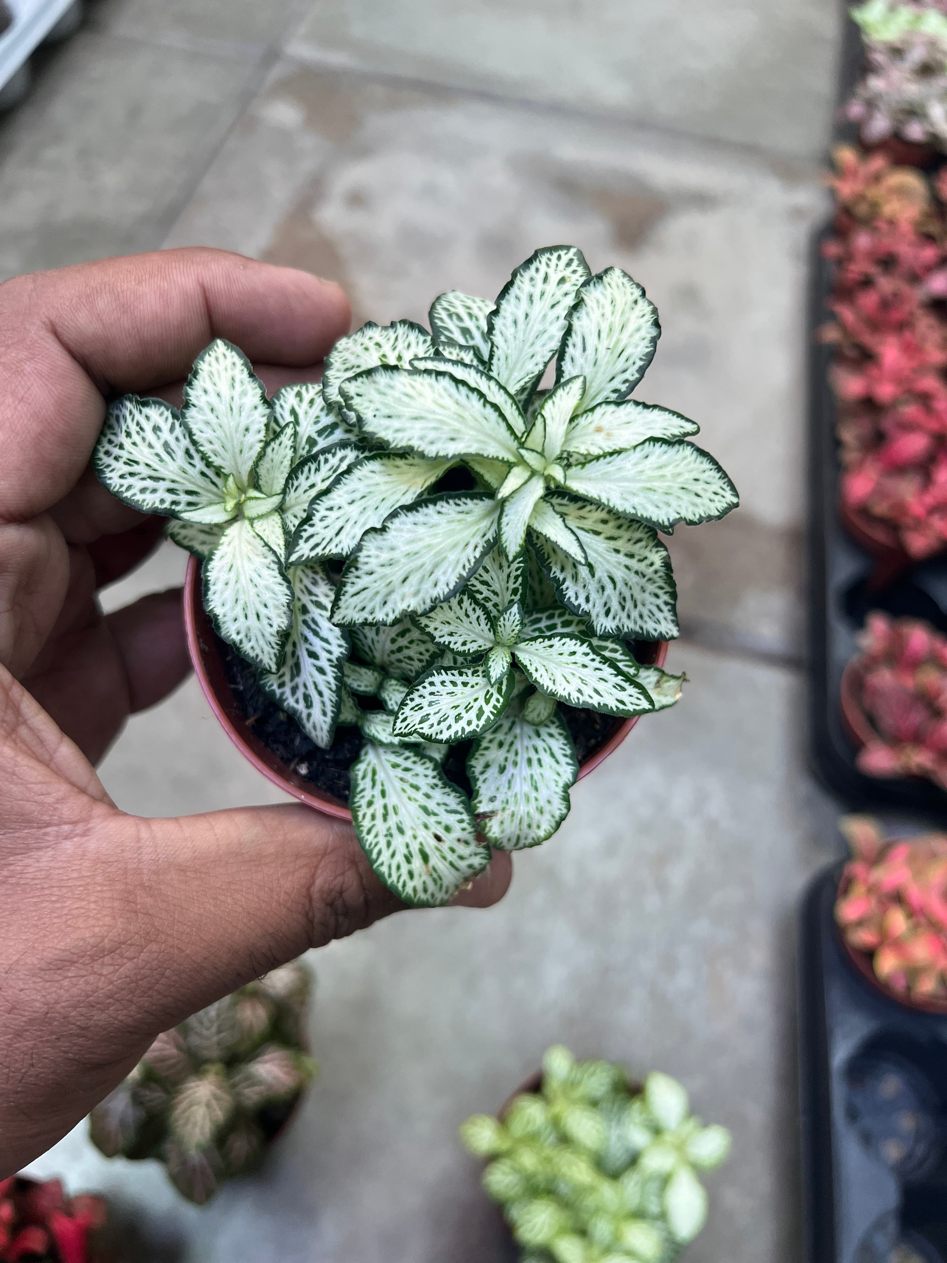 Fittonia (Nerve Plant)