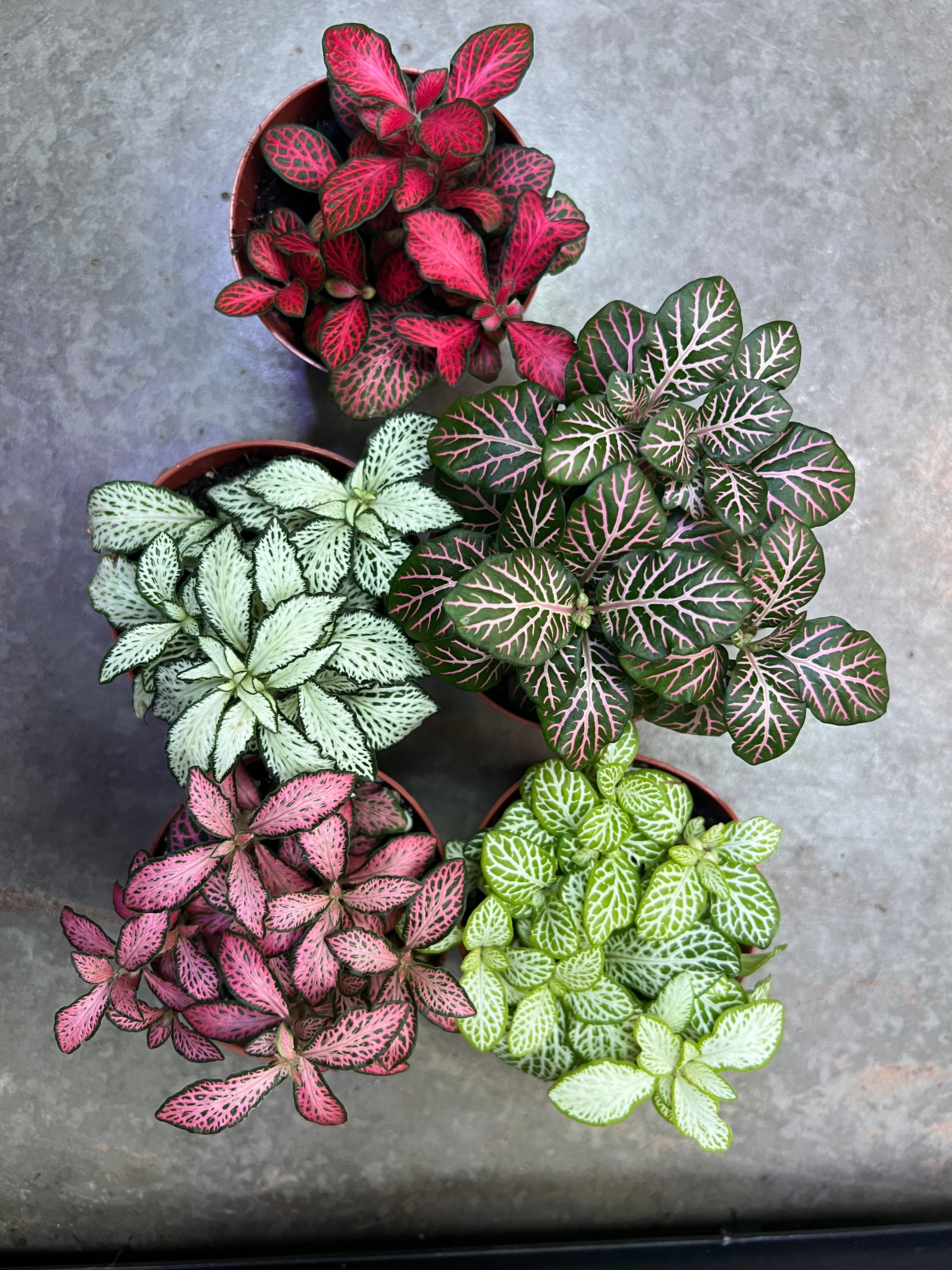 Fittonia (Nerve Plant)