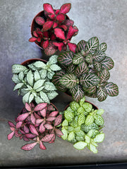 Fittonia (Nerve Plant)