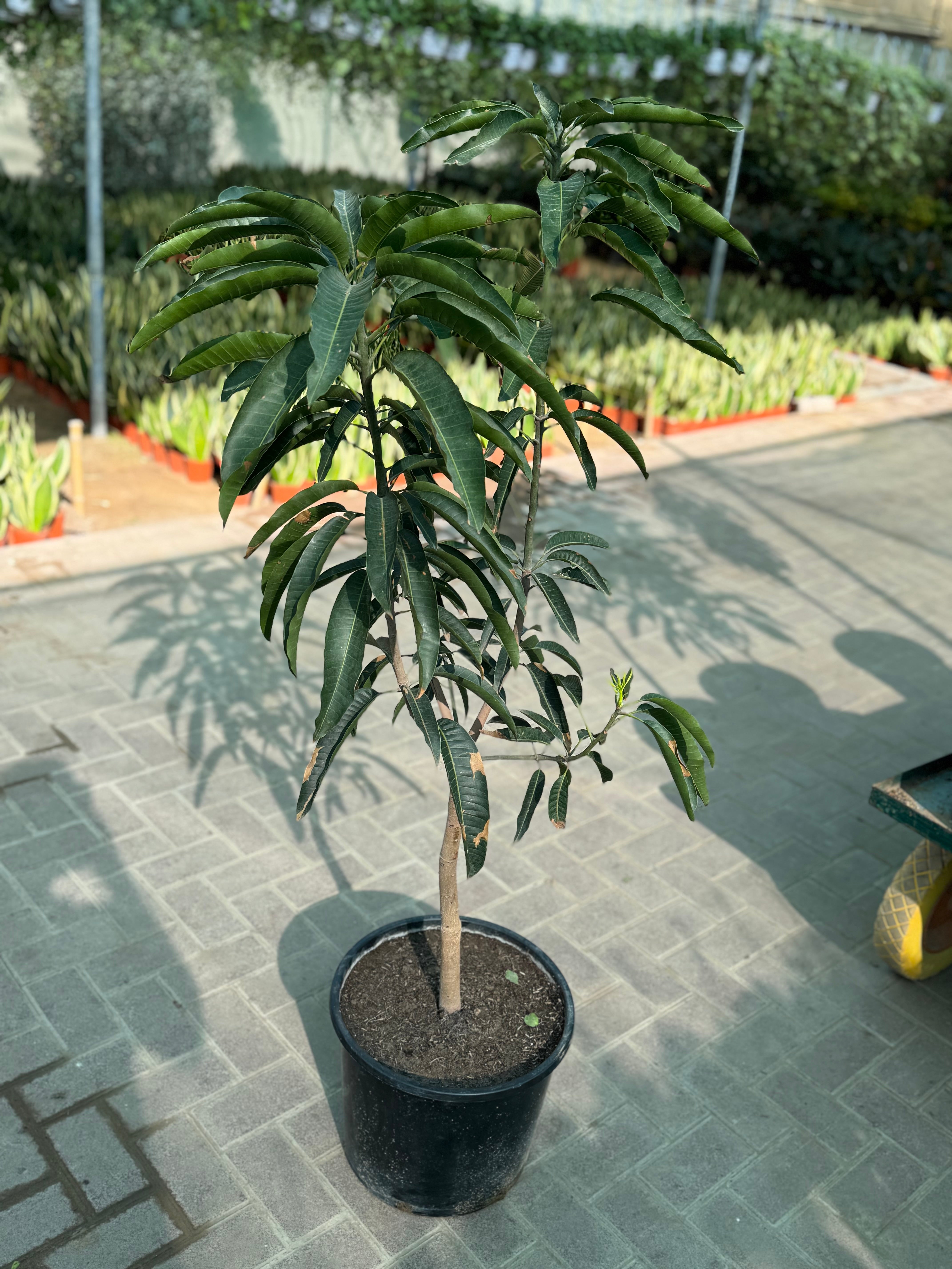 Mango Plant – 150 cm