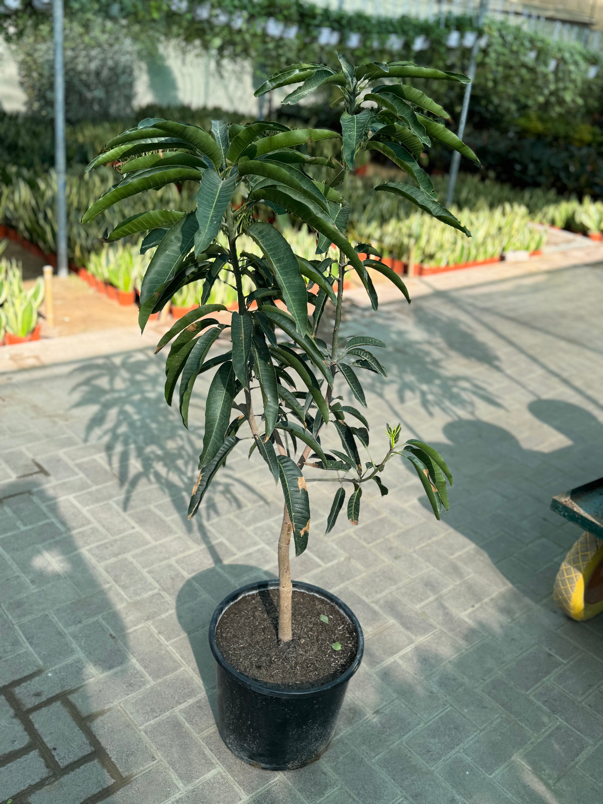 Mango Plant – 150 cm