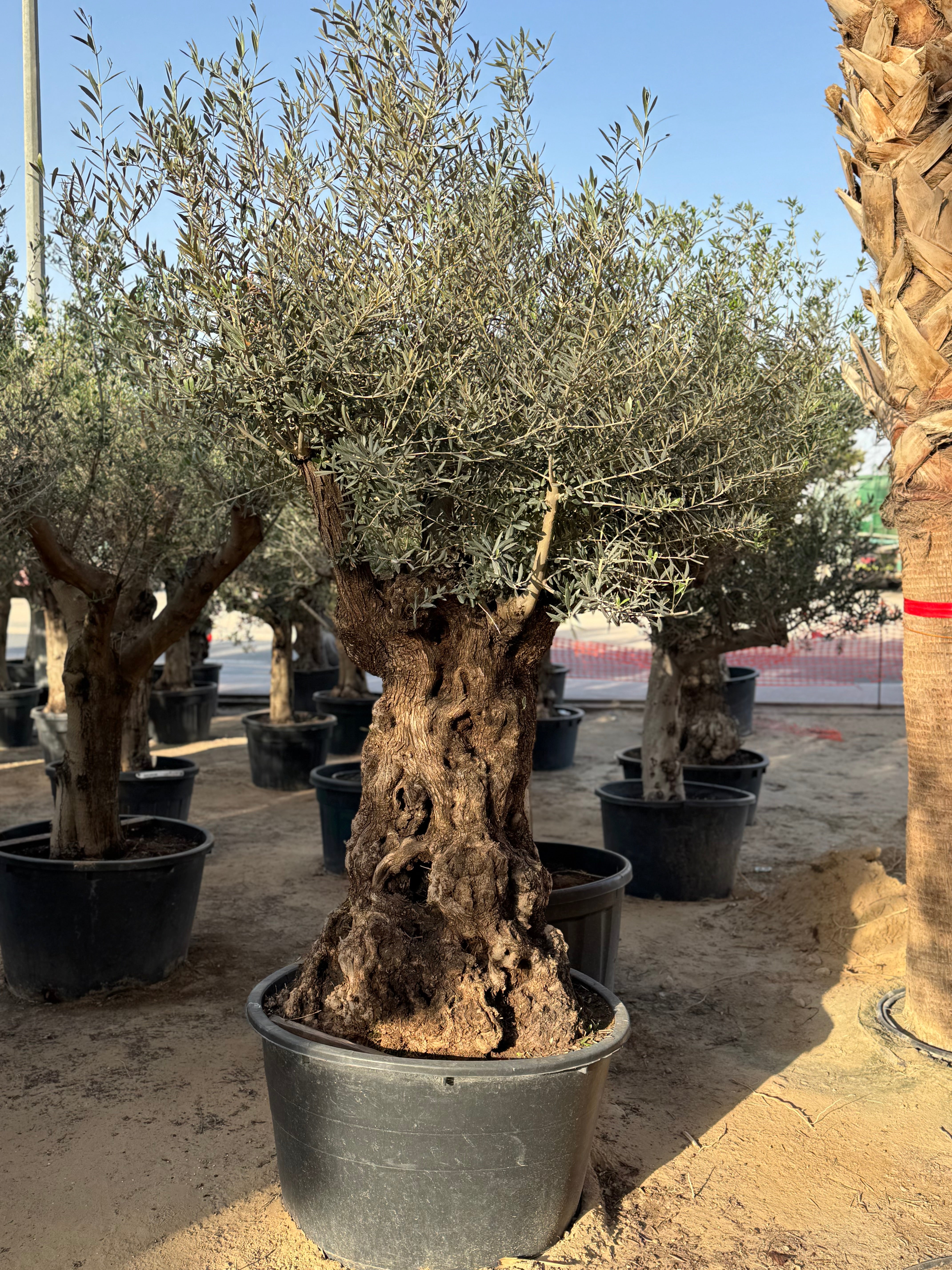 Olive Tree – Gnarled Old Trunk | Height approx. 2.3 m (230cm)