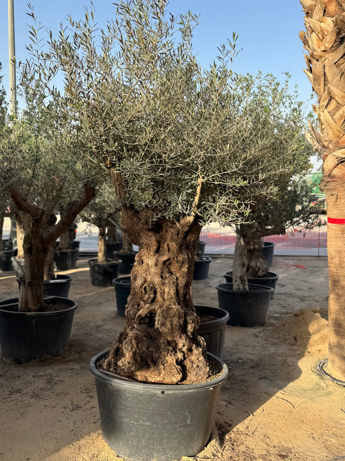 Olive Tree – Gnarled Old Trunk | Height approx. 2.3 m (230cm)