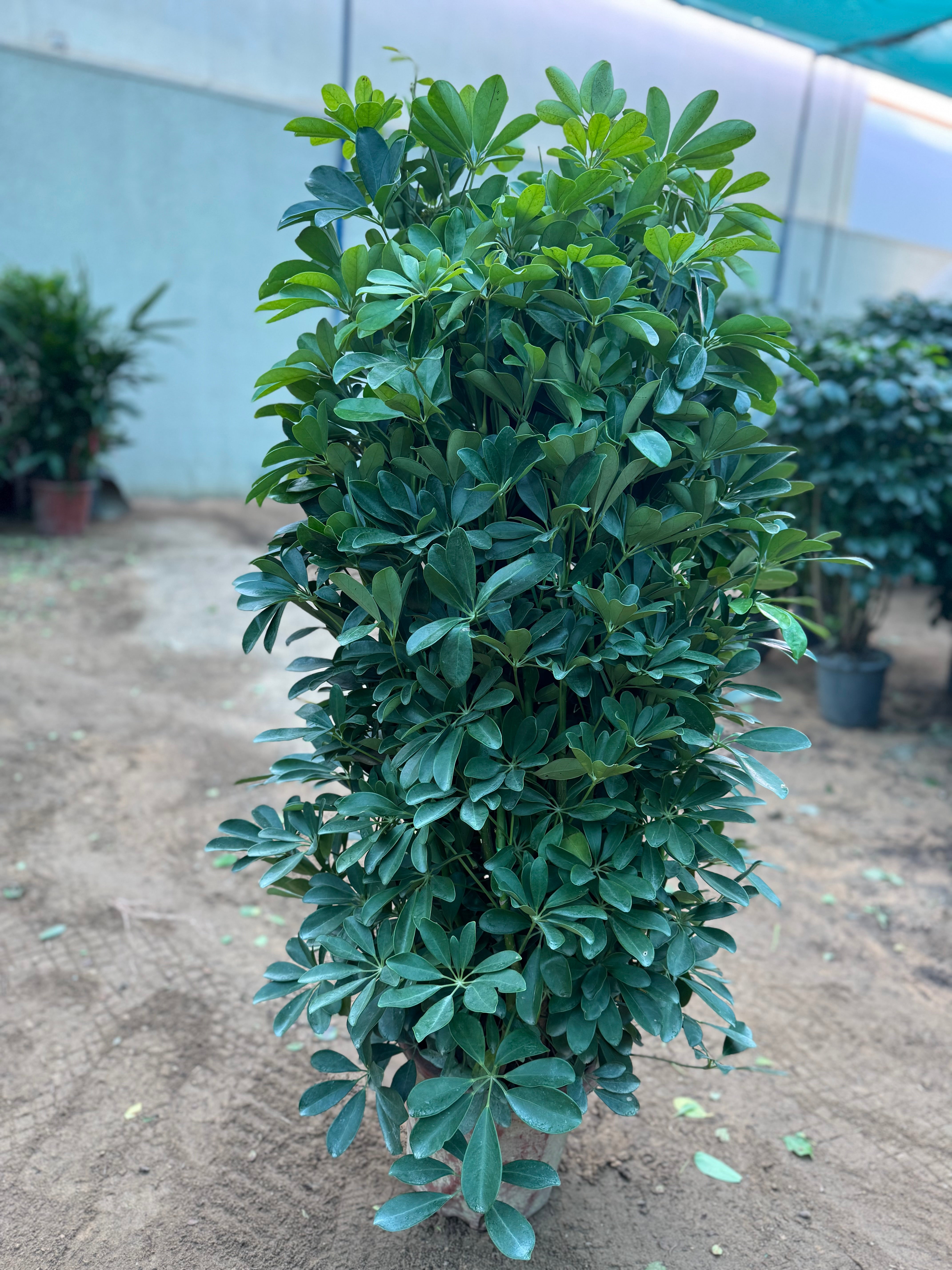 Dwarf Umbrella Tree (Schefflera arboricola) 120 cm