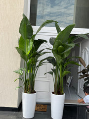 Two Bird of Paradise with Ceramic Pot 200 cm– Premium Bundle