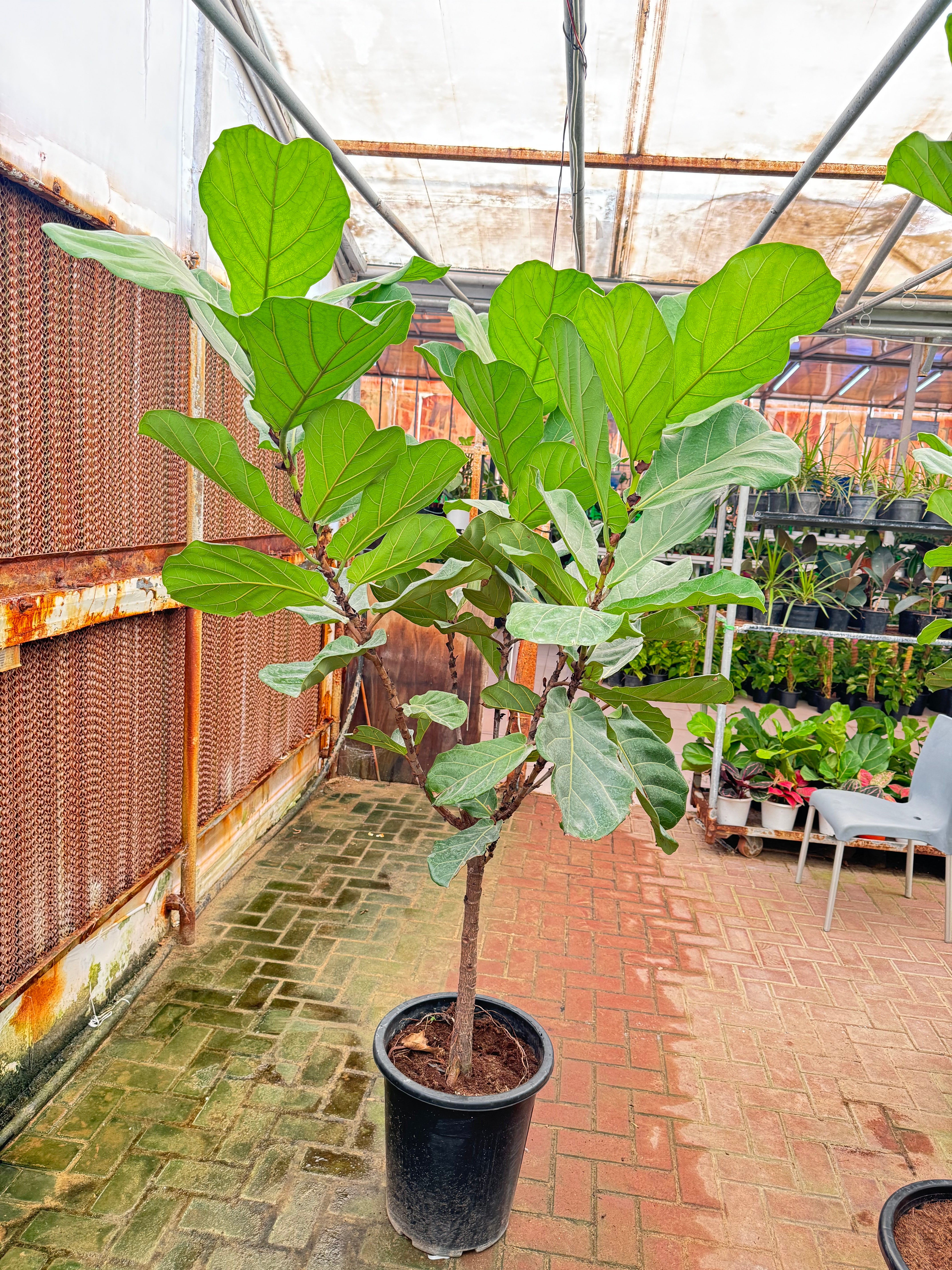 Fiddle Leaf Fig (Ficus lyrata) – 200 cm Height (Including Nursery Pot)