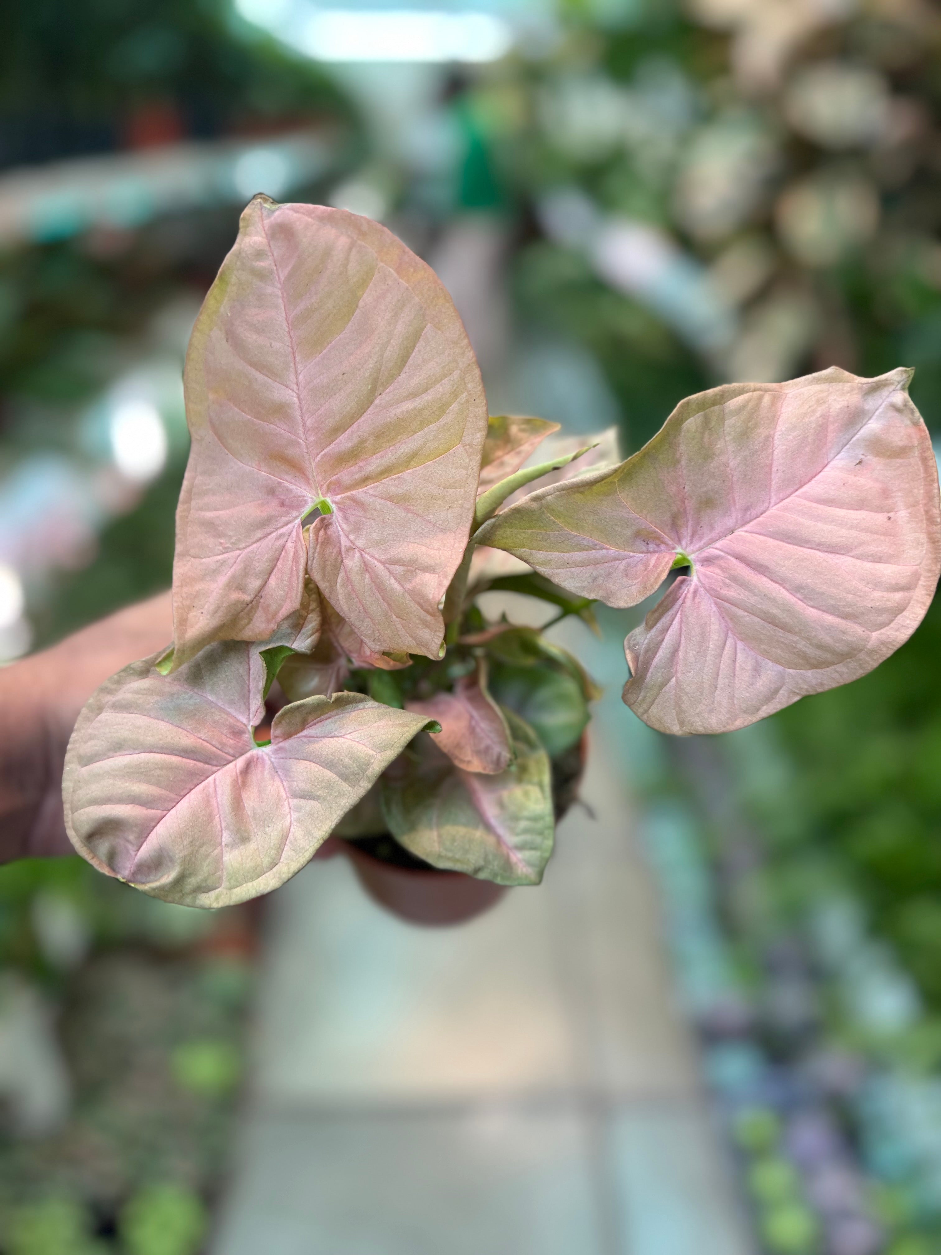 Syngonium ‘Neon Pink’