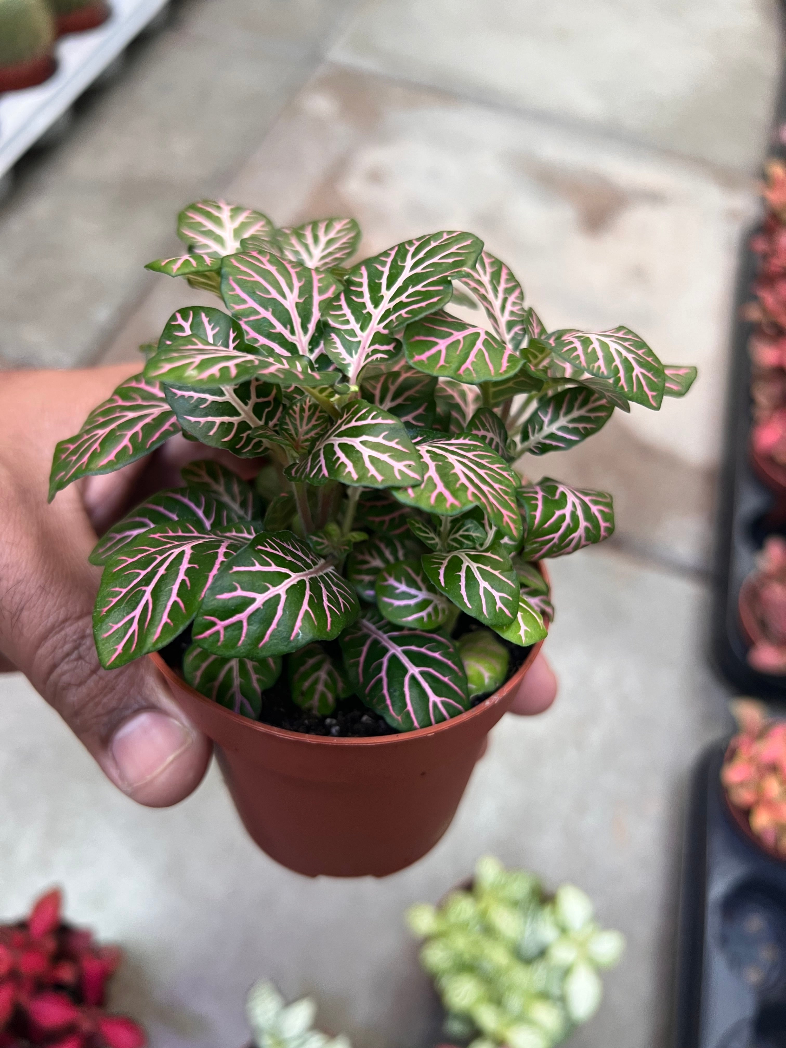 Fittonia (Nerve Plant)