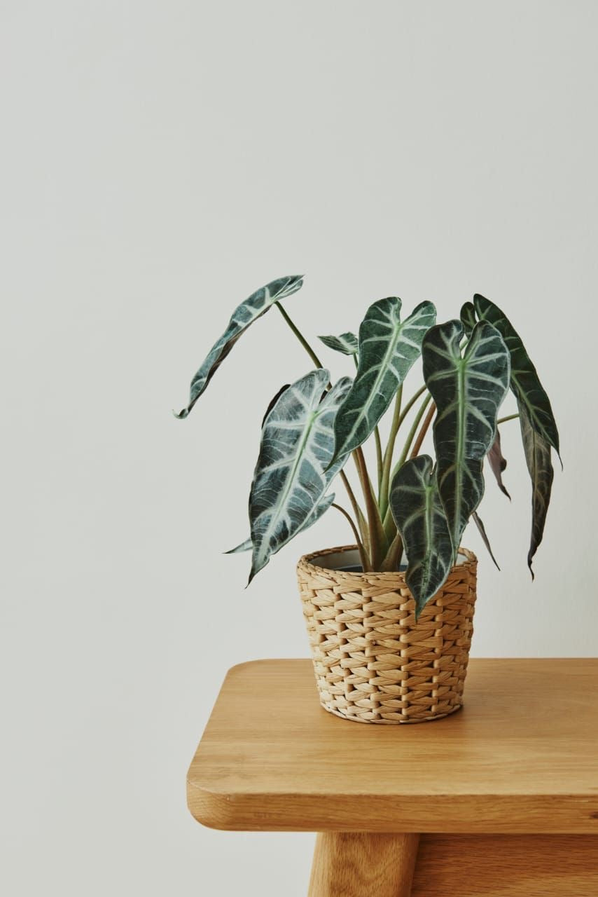 Alocasia Polly