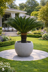 Cycas / sago palm nursery pot 140 cm