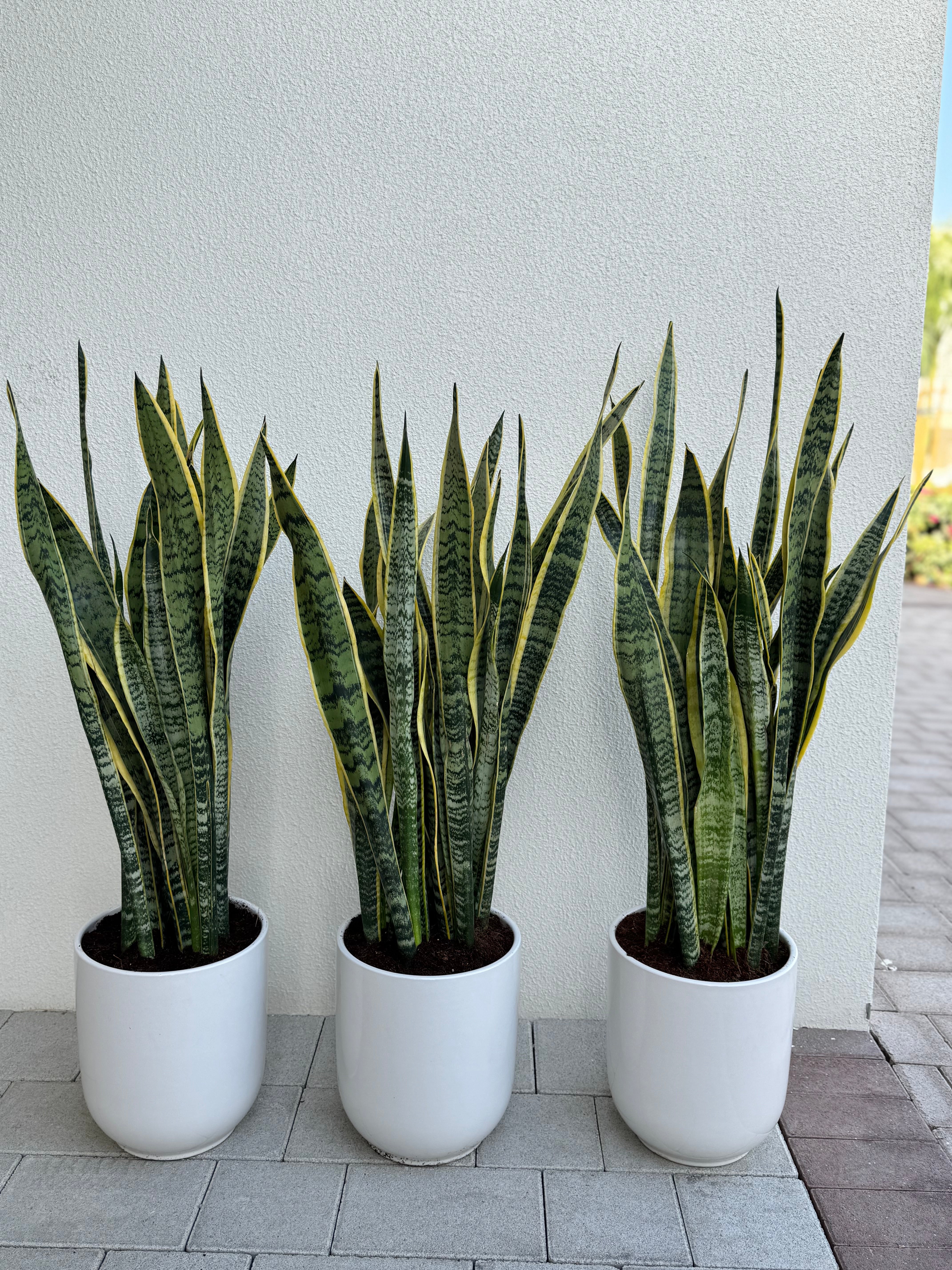 Snake Plant Bundle with White Ceramic Pots – Premium Indoor Set