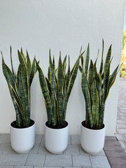 Snake Plant Bundle with White Ceramic Pots – Premium Indoor Set