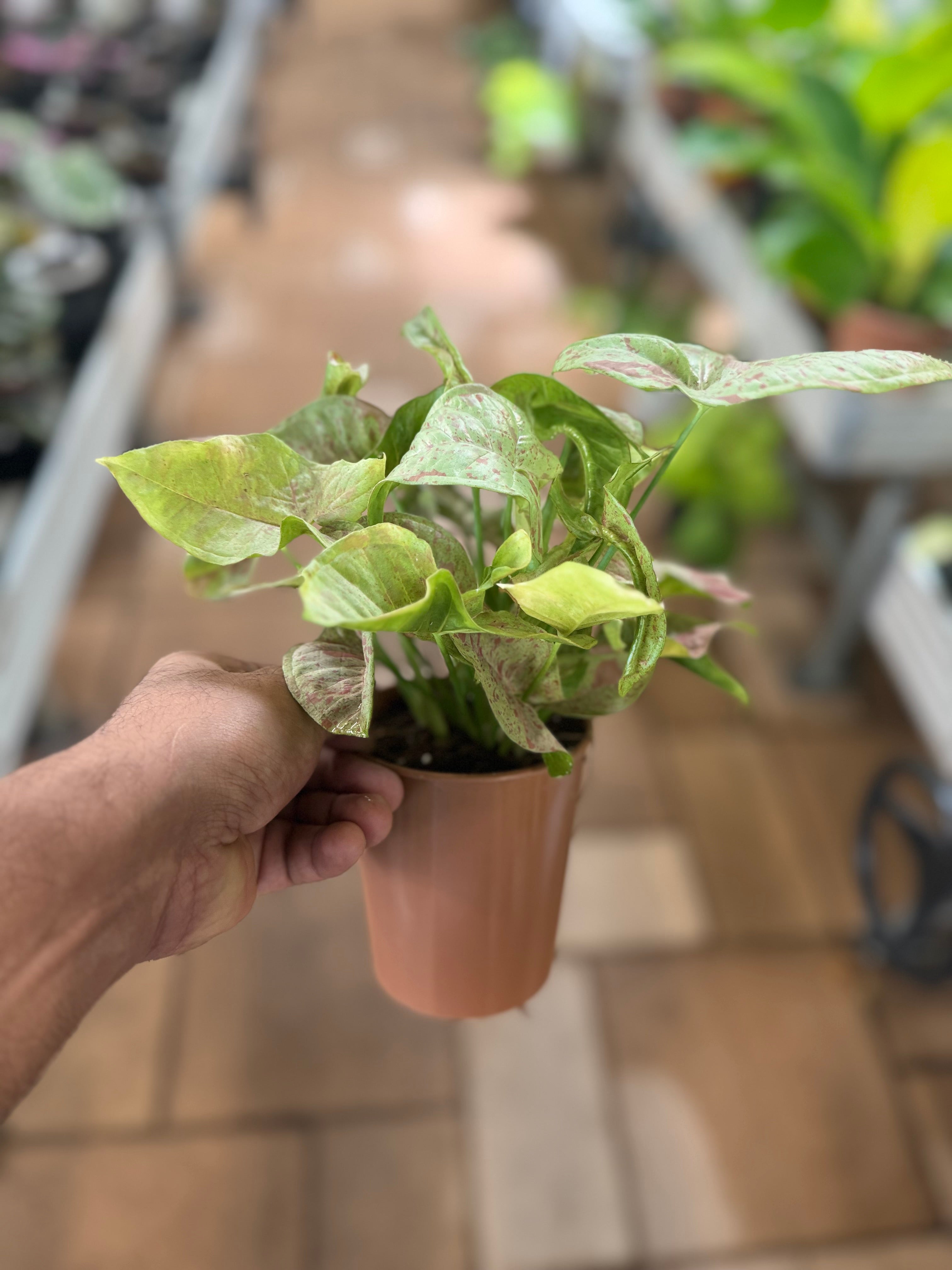 Syngonium Milk Confetti