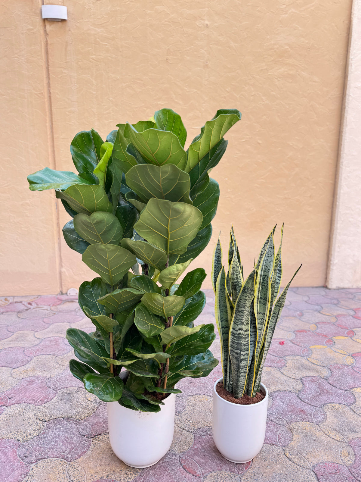 🌿 Fiddle Leaf Fig & Snake Plant – 2 Pcs Combo | Indoor Plants with Pot (Beginner Friendly)
