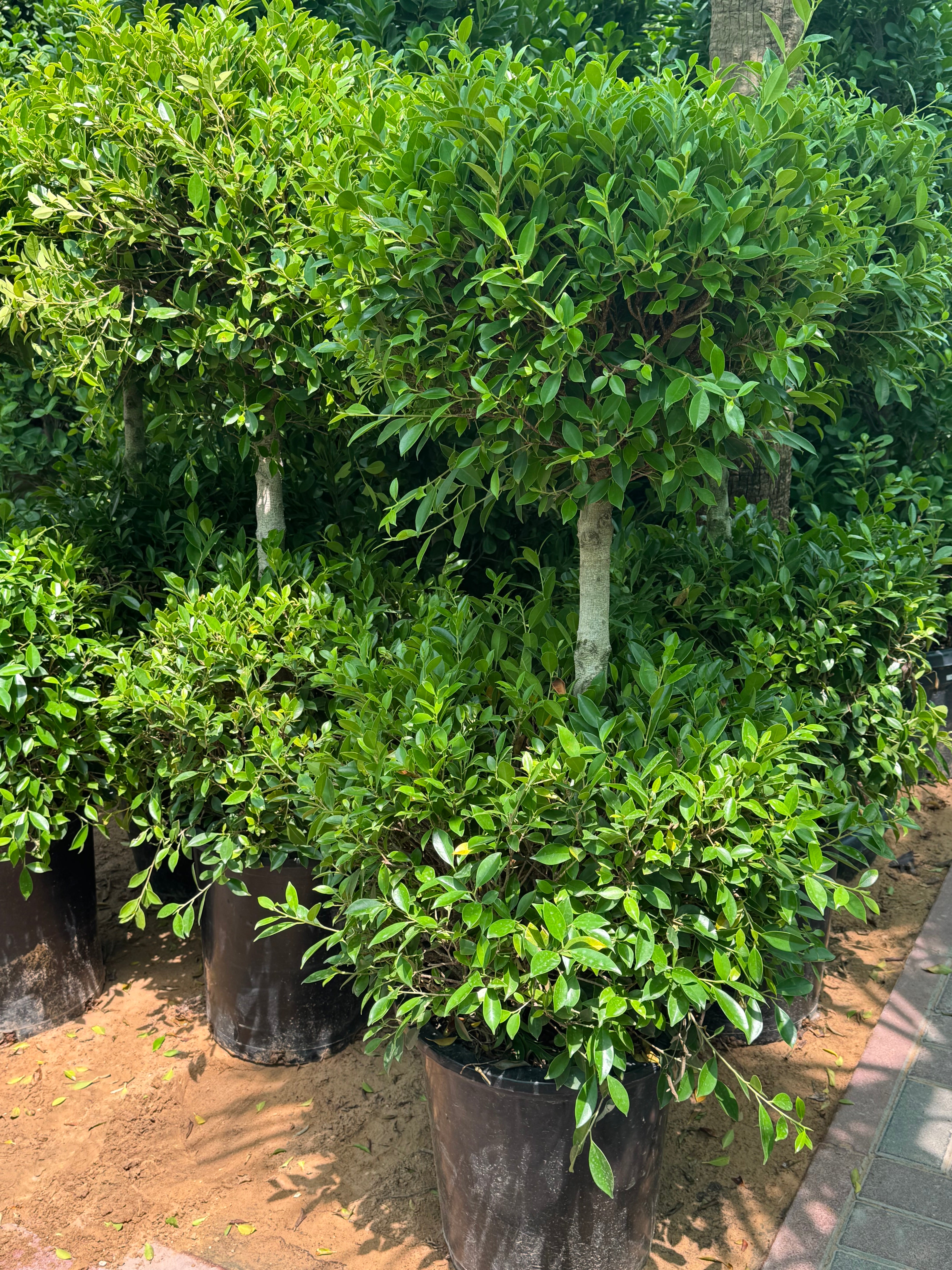 Ficus Nitida Two Heads – 160 cm | Nursery Pot