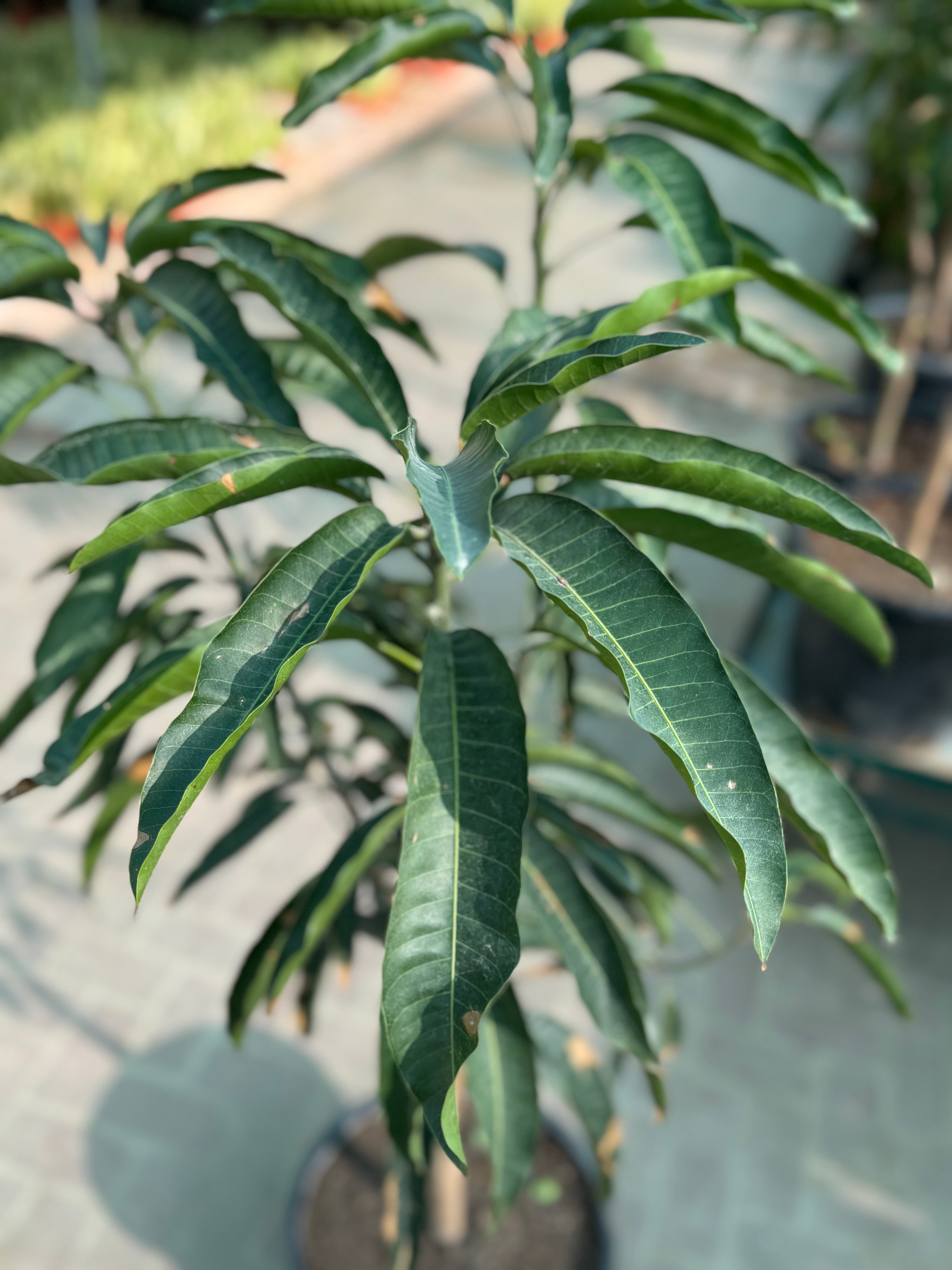 Mango Plant – 150 cm