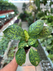 Homalomena 'Camouflage'