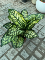 Dieffenbachia Seguine