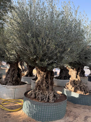 Olive Tree – Gnarled Old Trunk | Height approx. 2.8 m (280 cm)