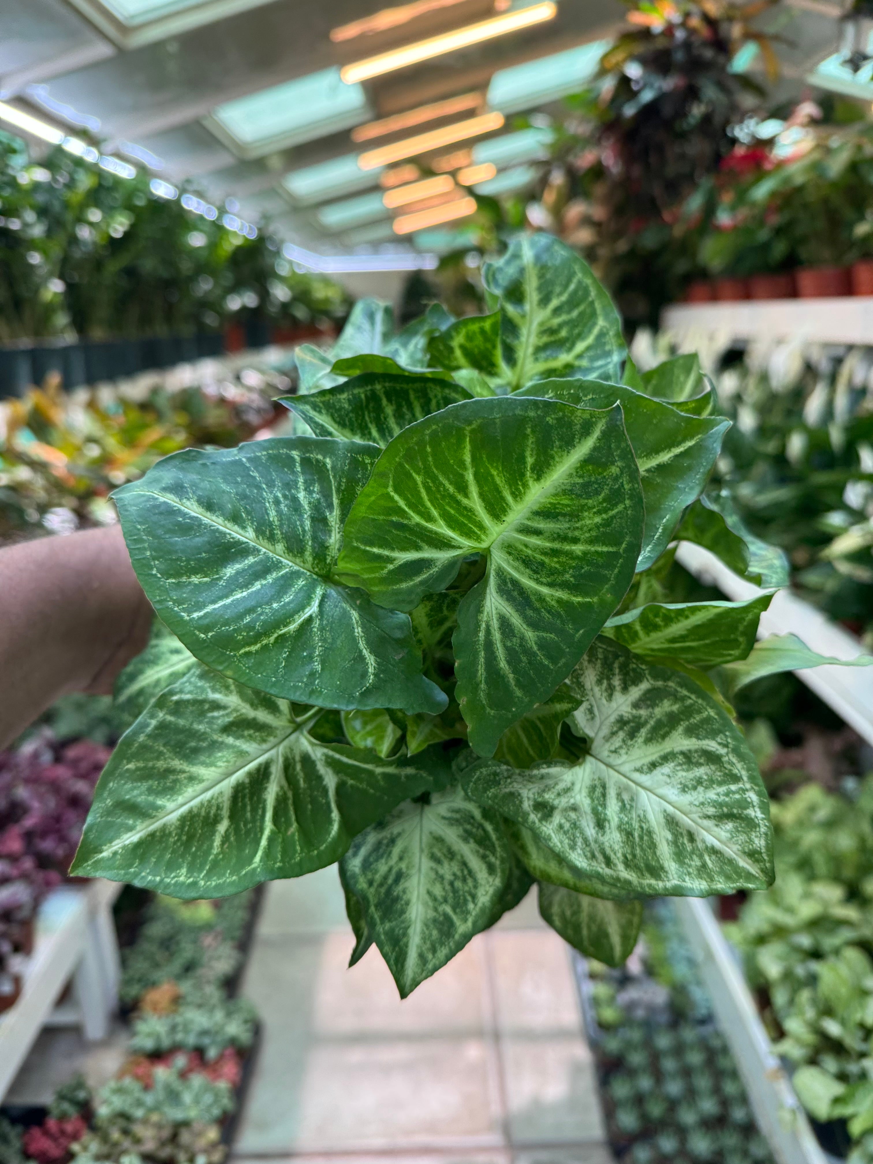 Syngonium Arrow
