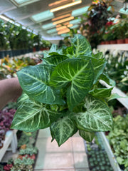 Syngonium Arrow