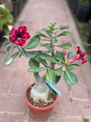 Desert Rose (Adenium) – 30 cm with Nursery Pot