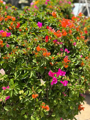 Bougainvillea Standard Tree – 150 cm with Decorative Pot