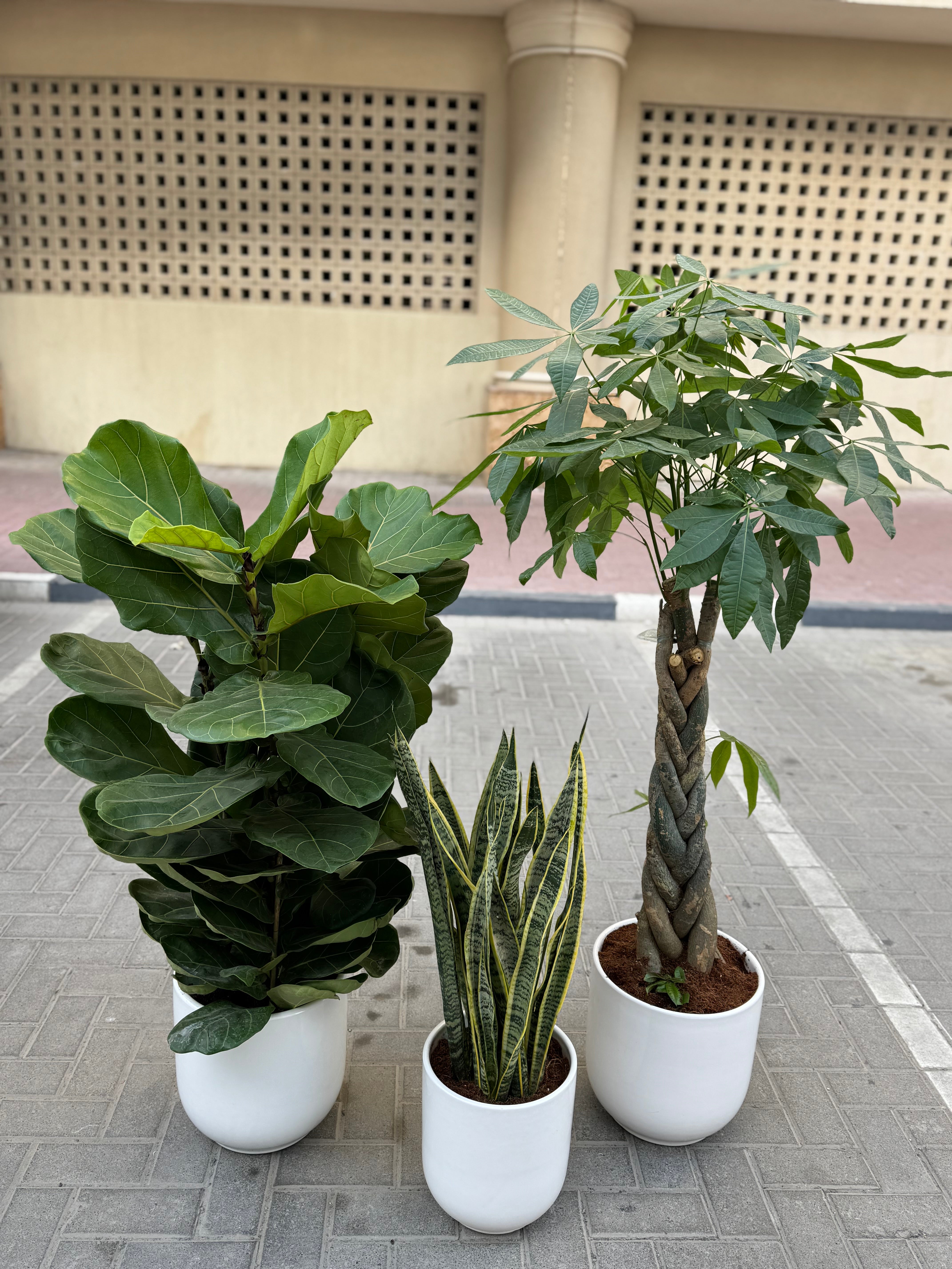 Luxury Indoor Trio – White Ceramic Pot Bundle 90 to 120 cm