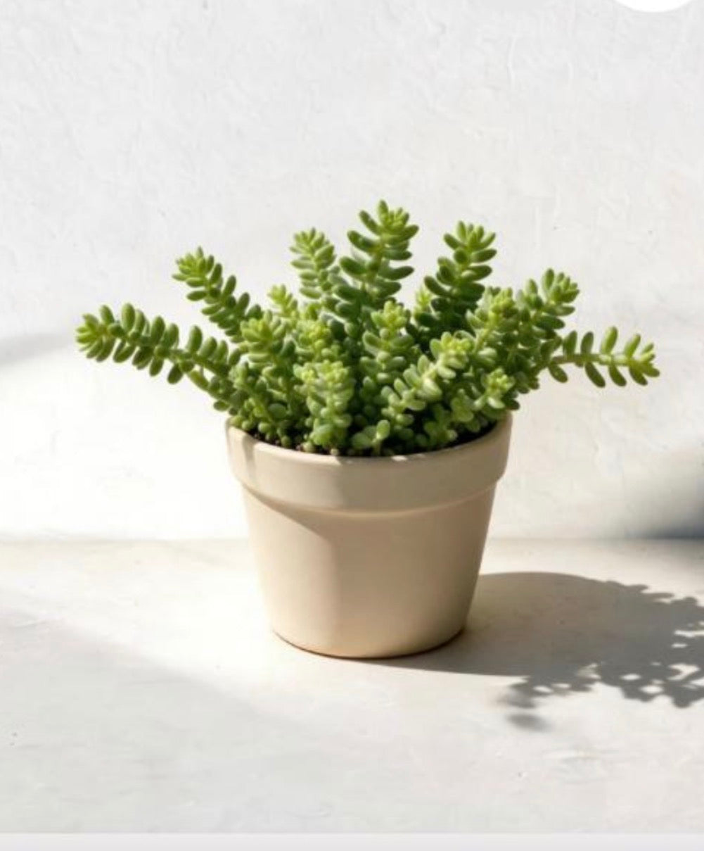 Burro’s Tail (Sedum morganianum)