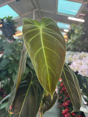 Philodendron Melanochrysum