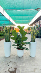 Fiddle Leaf & Snake Plant Air Purifier Set – Beginner Friendly 🌿