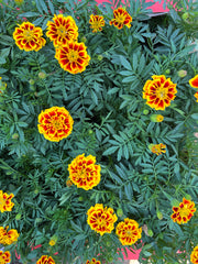 Marigold Flower Box – 30pcs Mixed Colours