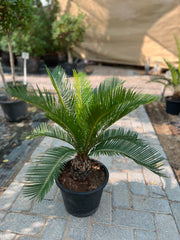 Cycas Revoluta in Dubai