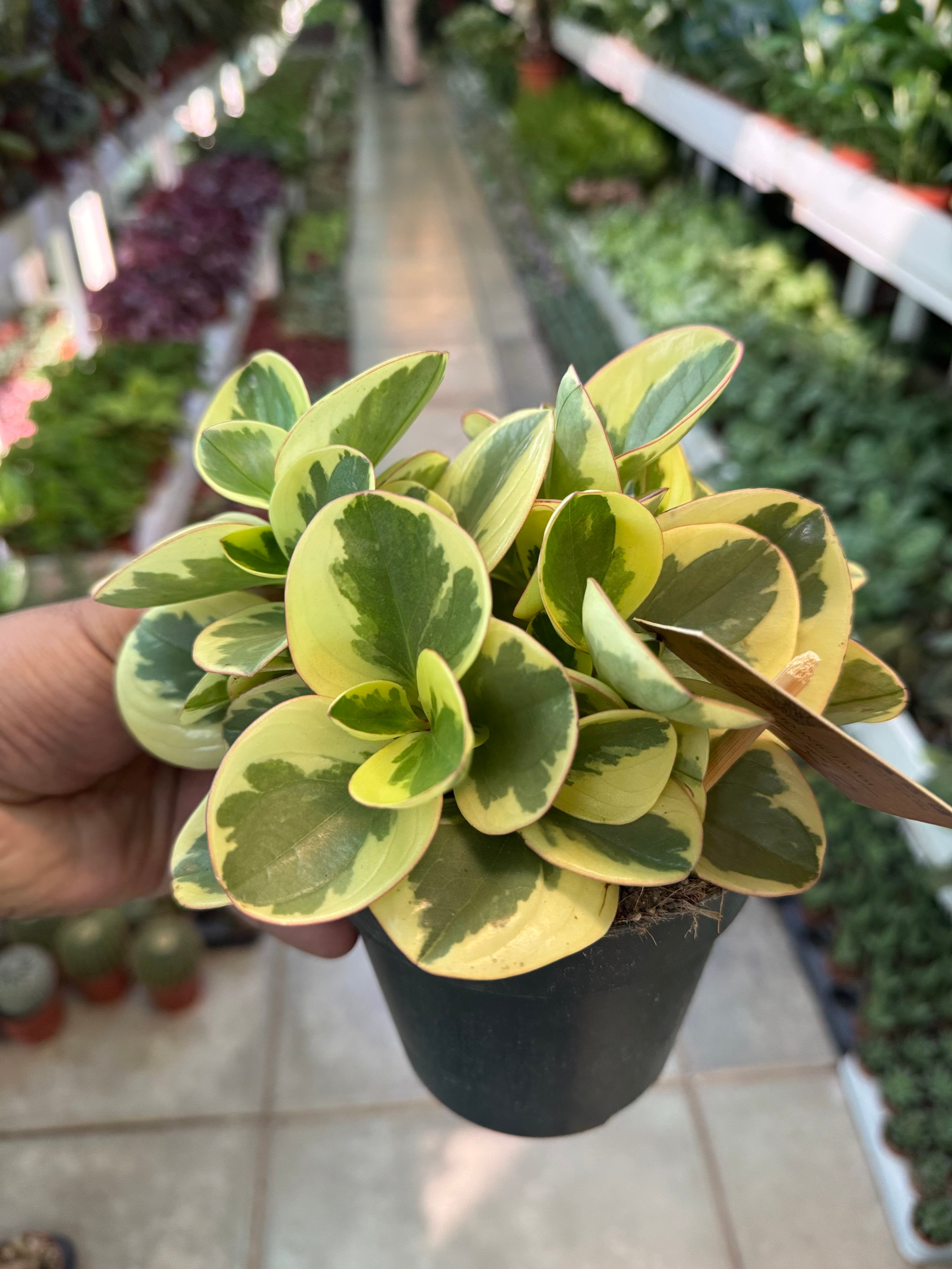 peperomia obtusifolia variegata